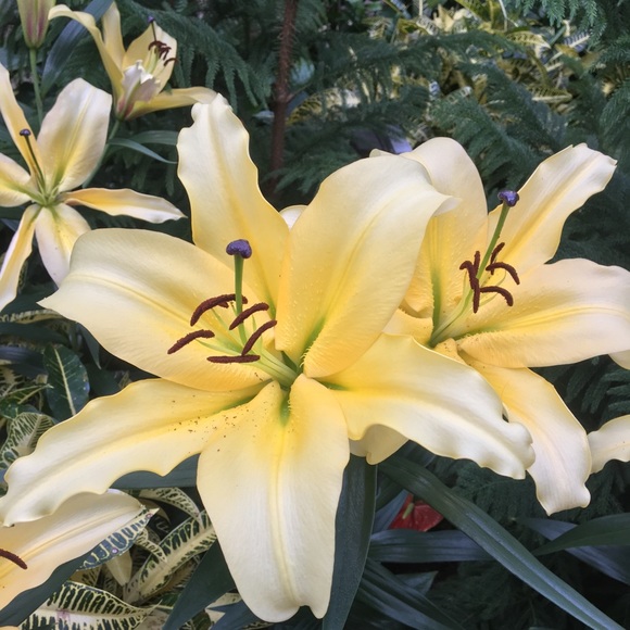 Meet your Posher, Allie! - Picture 1 of 1